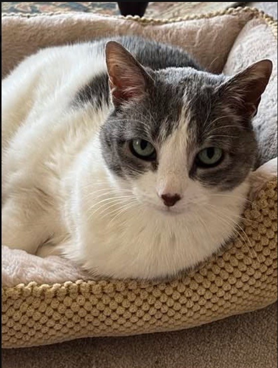 Queen Pixie, a gray-and-white cat with an unmistakably judgmental gaze, reclining on her plush bed